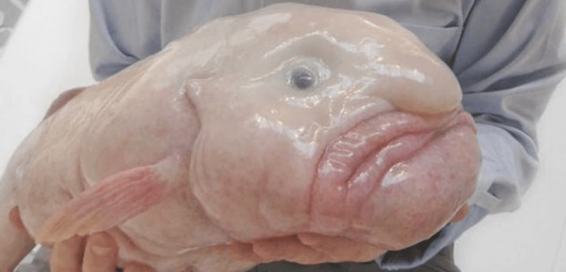 Världens fulaste djur: fisken Simon och andra ovanliga arter